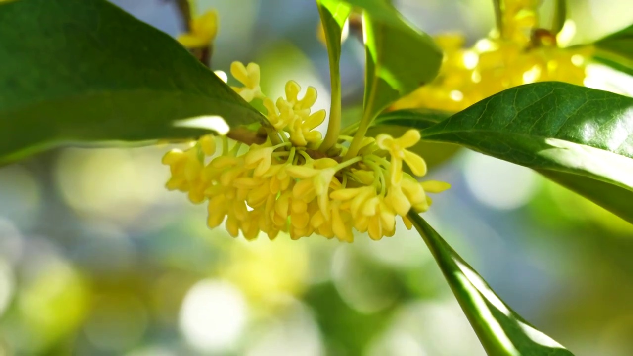 逆光明亮的桂花花簇特写视频素材