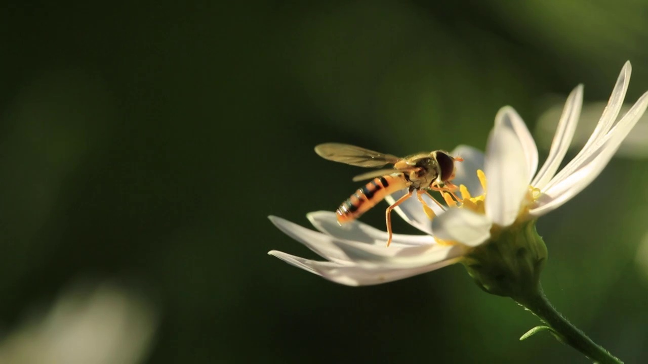 食蚜蝇采蜜视频素材