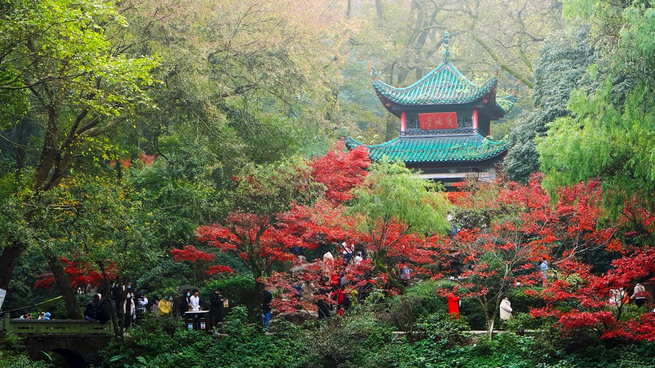 湖南长沙岳麓山爱晚亭枫叶秋景实拍空境素材视频素材