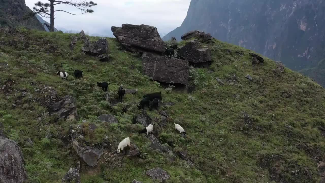 云南香格里拉中虎跳峡徒步航拍风光视频素材