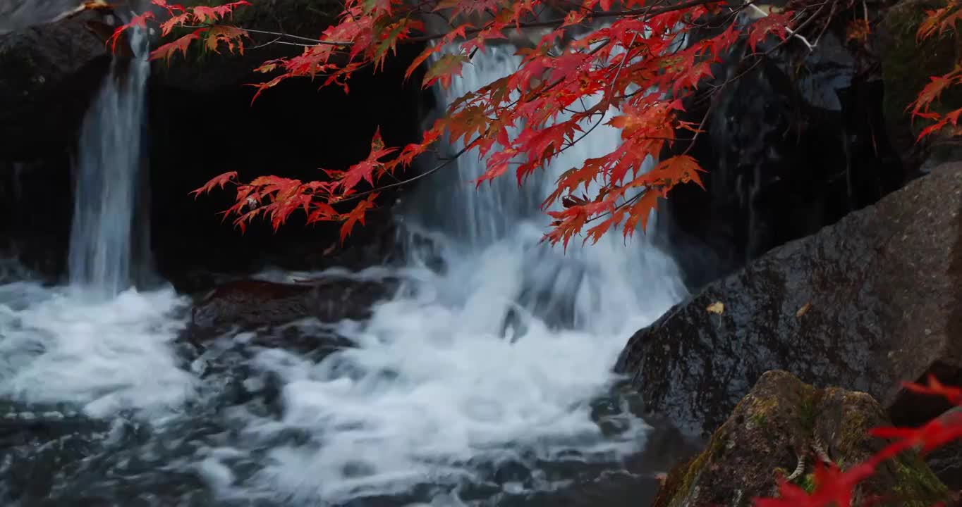 本溪红叶，本溪的枫叶，辽宁本溪大石湖景区，东北的红叶，东北的秋天视频素材