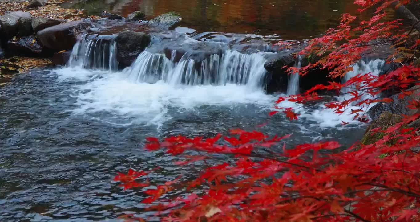 本溪红叶，本溪的枫叶，辽宁本溪大石湖景区，东北的红叶，东北的秋天视频素材