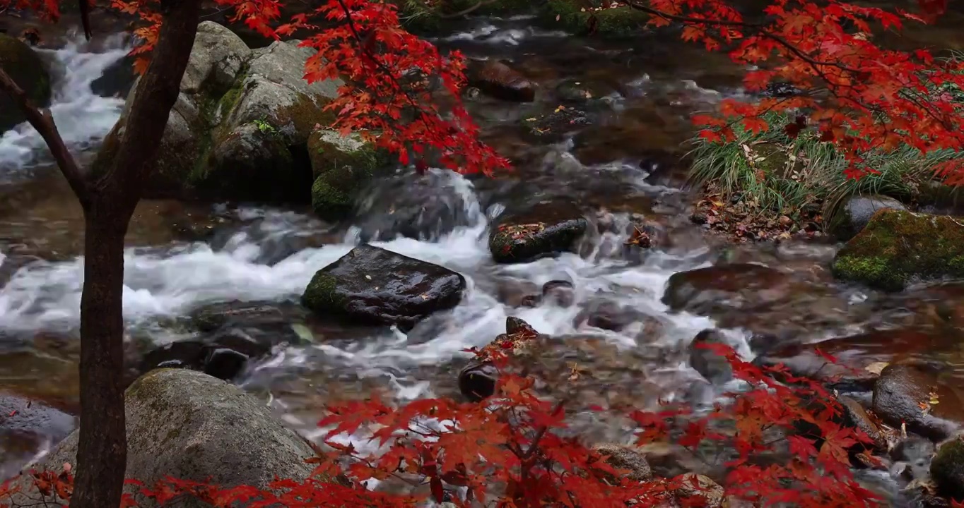 老边沟红叶，本溪老边沟枫叶，秋天的溪水与枫叶，东北的秋色，秋天的老边沟景区视频素材