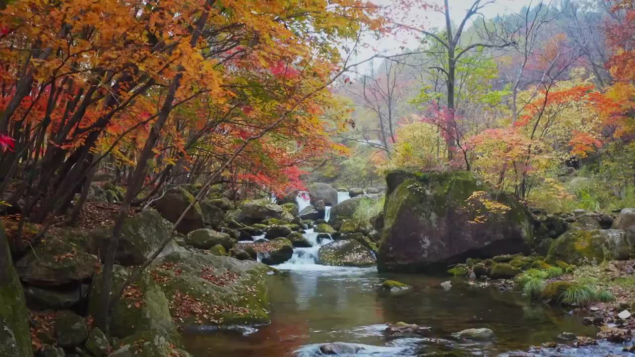 老边沟的秋天，老边沟的红叶与溪水，老边沟景区，东北的秋色，枫叶与流水视频素材