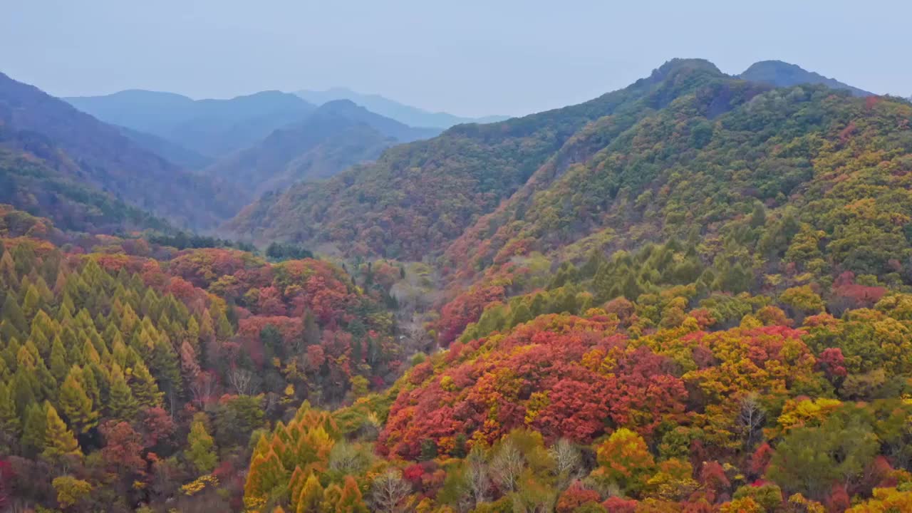 山谷的秋天，东北的秋色，航拍本溪的秋天，五彩斑斓的风景，老边沟的航拍视频素材