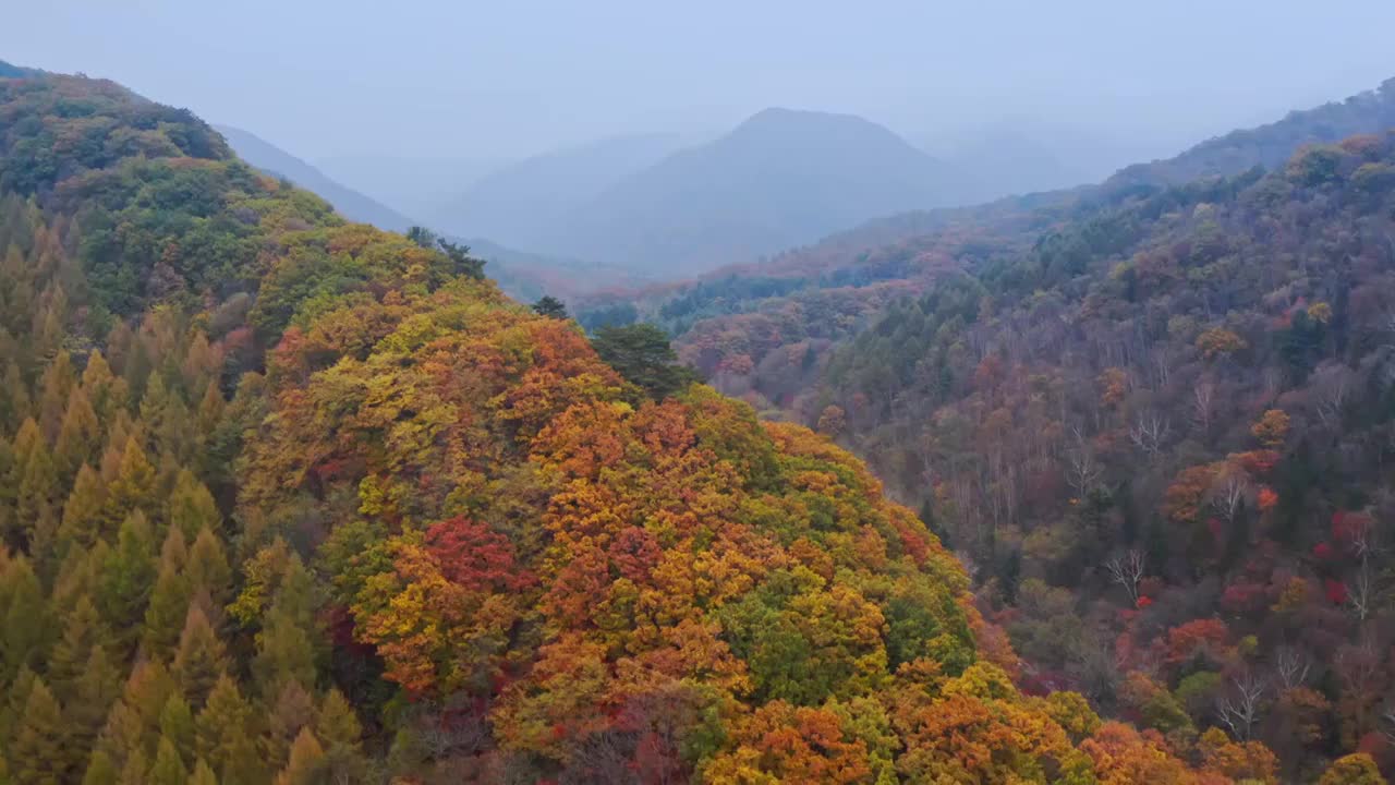 山谷的秋天，东北的秋色，航拍本溪的秋天，五彩斑斓的风景，老边沟的航拍视频素材