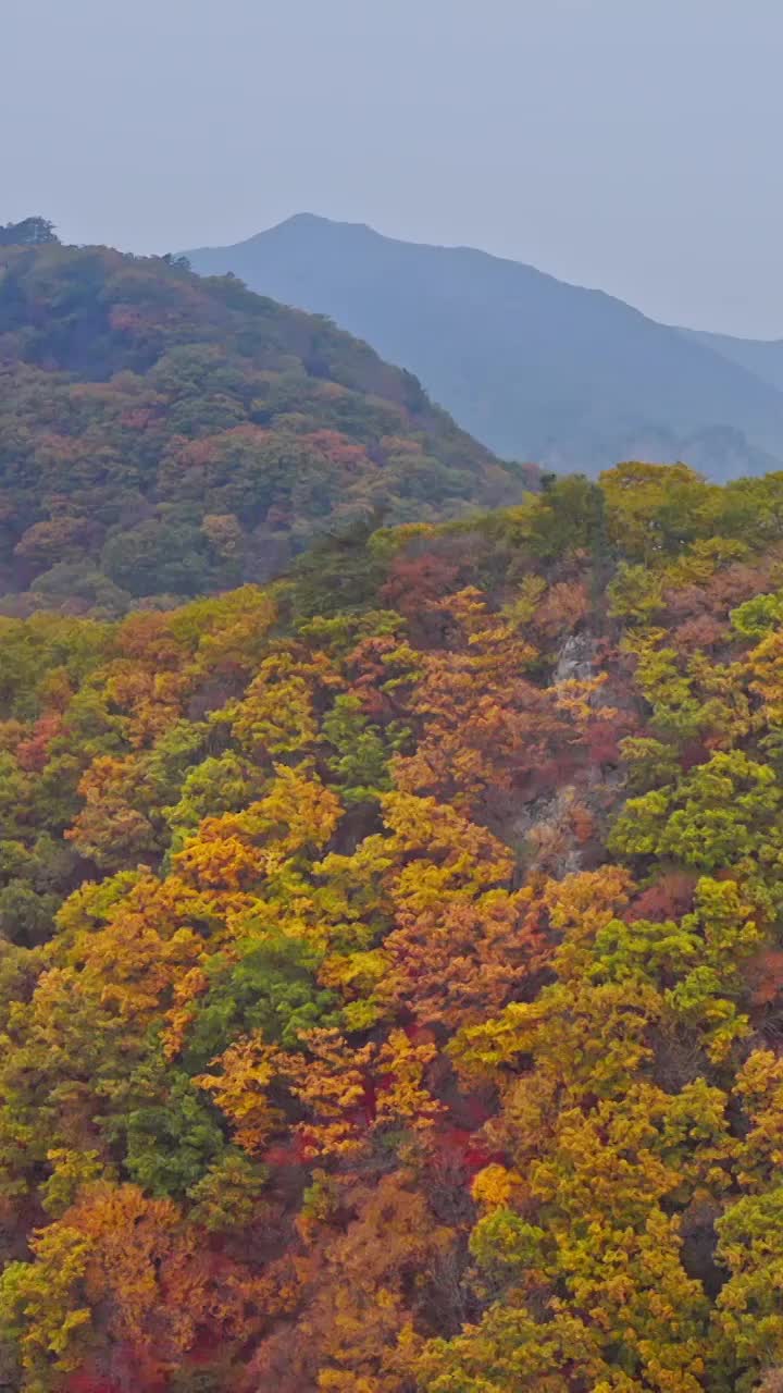 山谷的秋天，东北的秋色，航拍本溪的秋天，五彩斑斓的风景，老边沟的航拍视频素材