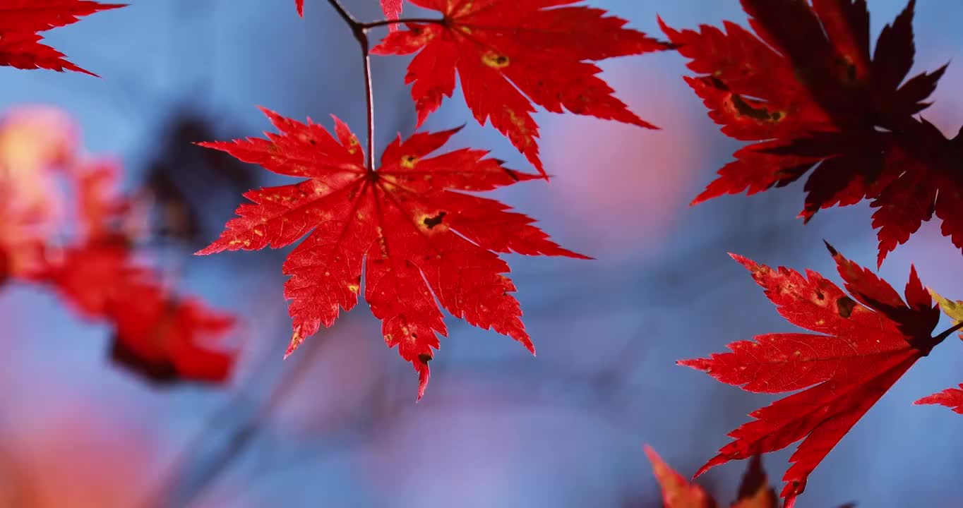 枫叶的特写，秋天的红叶，红色的树叶，一叶知秋，枫树的枫叶视频素材