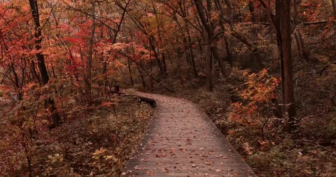 关门山的秋天，本溪关门山，秋天的红叶与落叶，东北的秋天，关门山国家森林公园视频素材