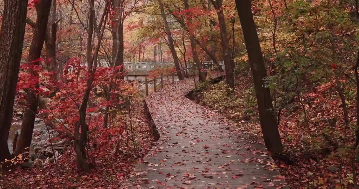 关门山的秋天，本溪关门山，秋天的红叶与落叶，东北的秋天，关门山国家森林公园视频素材