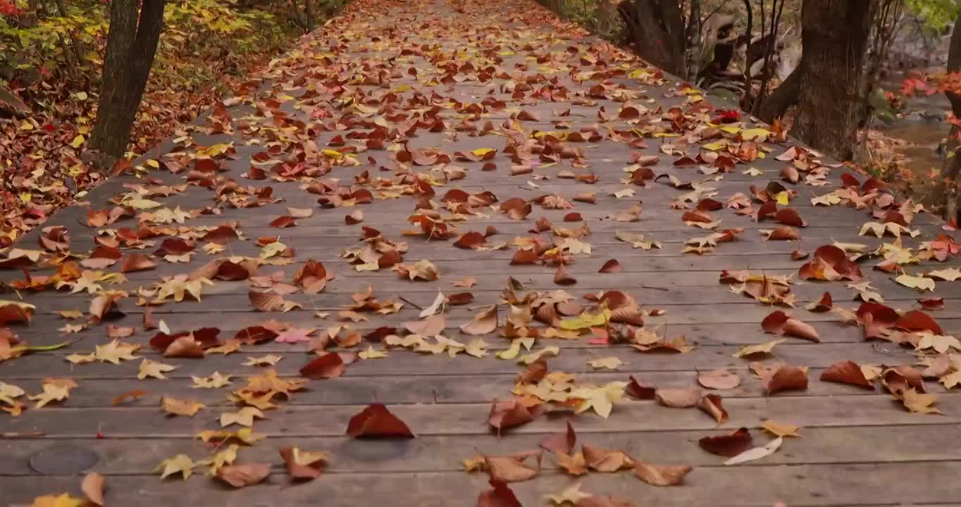 关门山的秋天，本溪关门山，秋天的红叶与落叶，东北的秋天，关门山国家森林公园视频素材