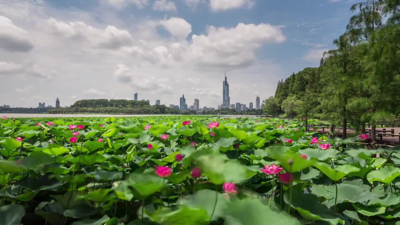 夏季南京玄武湖荷花盛开视频素材