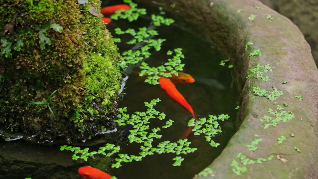 景观水池锦鲤金鱼石槽视频素材