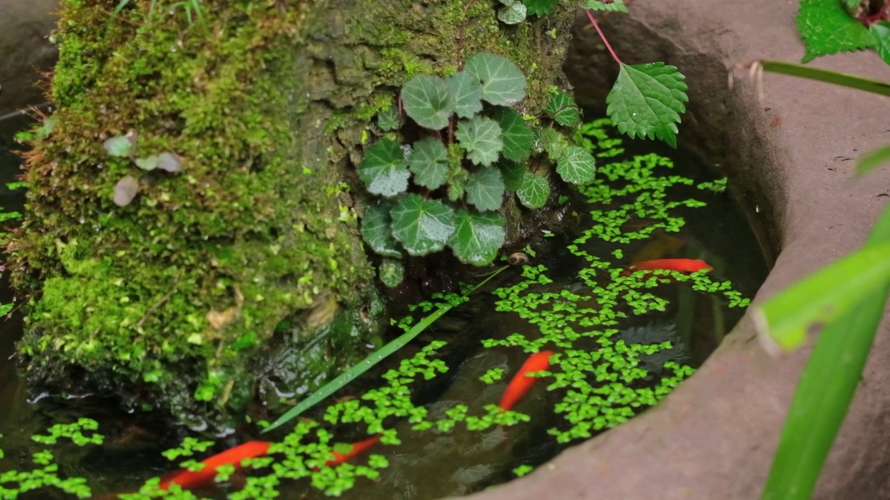 景观水池锦鲤金鱼石槽视频素材