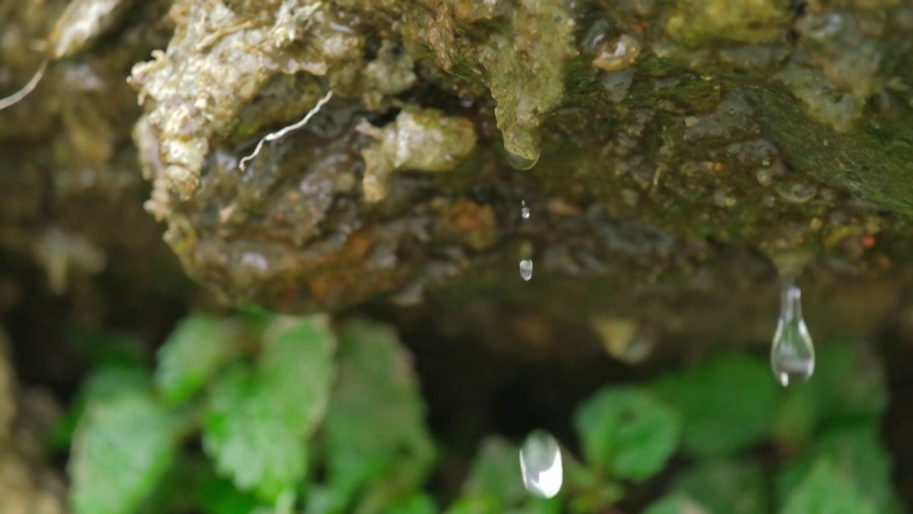 岩壁下的水滴落在小草上视频下载