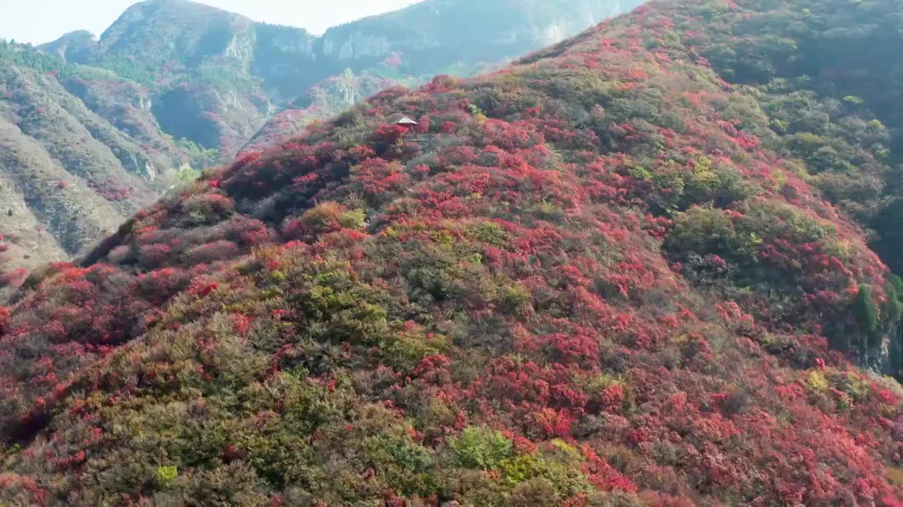 山东青州天赐山红叶风光视频素材