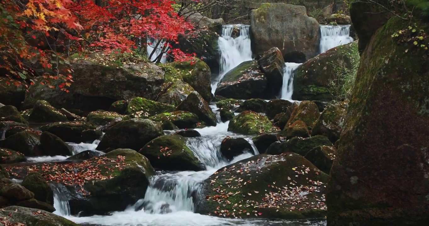 老边沟枫叶，本溪老边沟的秋天，红叶与小溪的景观，东北的秋天，宁静的画面视频素材