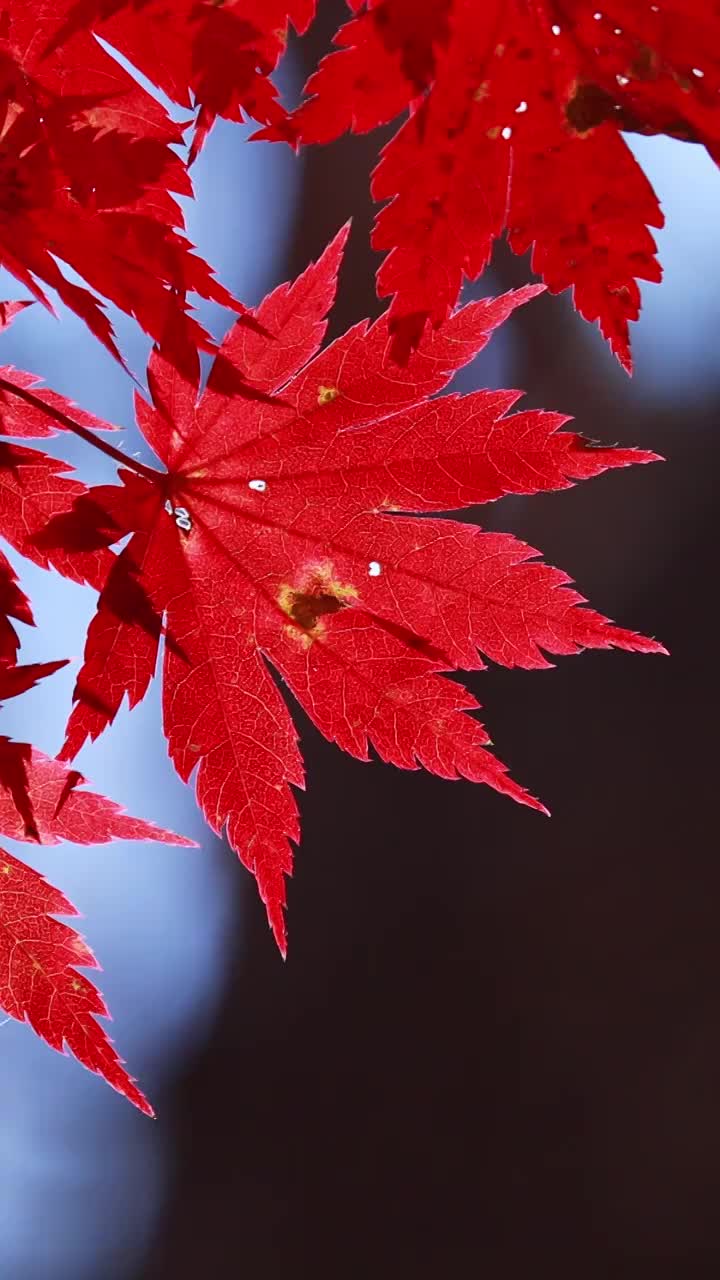 枫叶的特写，秋天的枫叶，秋天的色彩，一叶知秋，逆光下的枫叶，本溪红叶视频素材