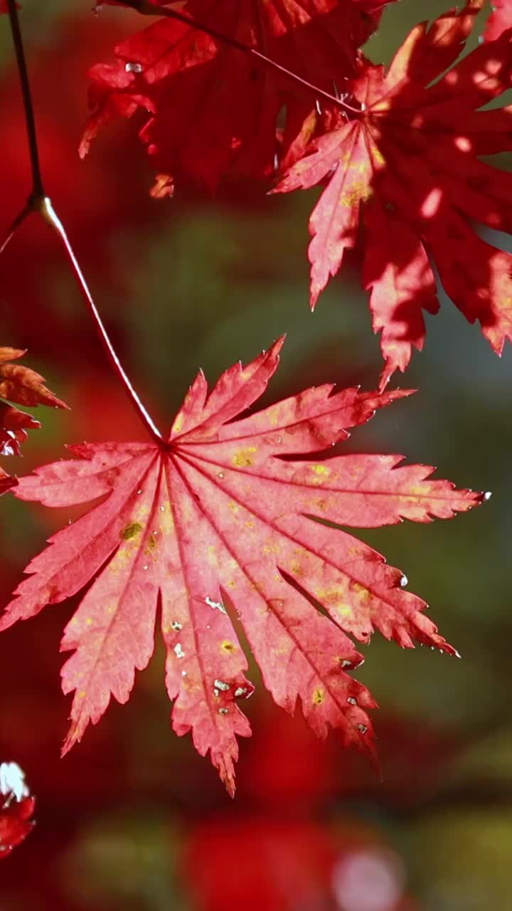 枫叶的特写，秋天的枫叶，秋天的色彩，一叶知秋，逆光下的枫叶，本溪红叶视频素材