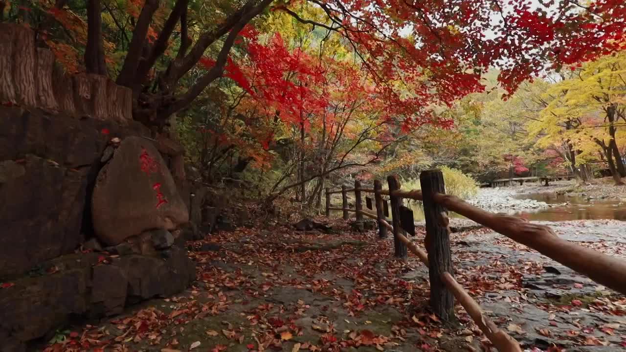 枫王，关门山景区的枫王，枫树的特写，关门山的秋天视频素材