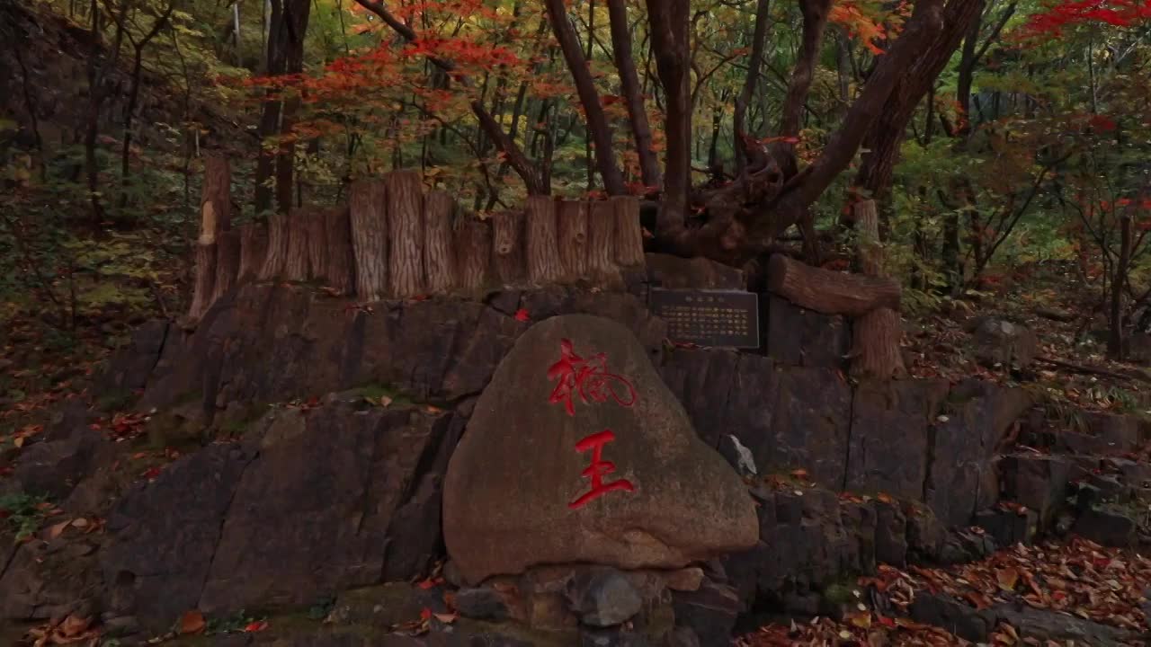 枫王，关门山景区的枫王，枫树的特写，关门山的秋天视频素材