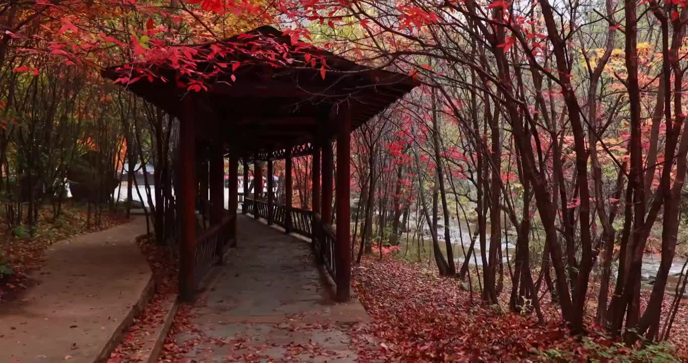 秋天的枫叶，亭台楼阁前的红叶，本溪老边沟的枫叶，东北的秋天视频素材