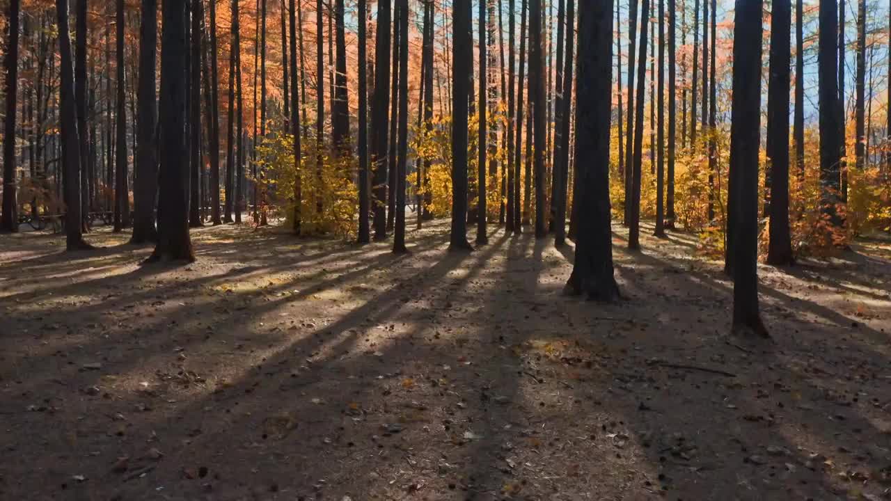 秋天的森林，逆光下的森林，日落时的落叶松，东北的秋天，金秋的树林视频素材