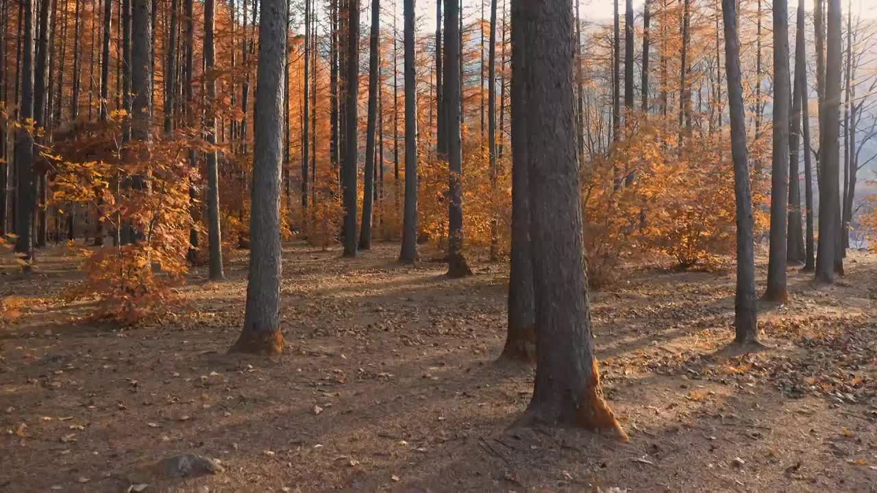 秋天的森林，逆光下的森林，日落时的落叶松，东北的秋天，金秋的树林视频素材