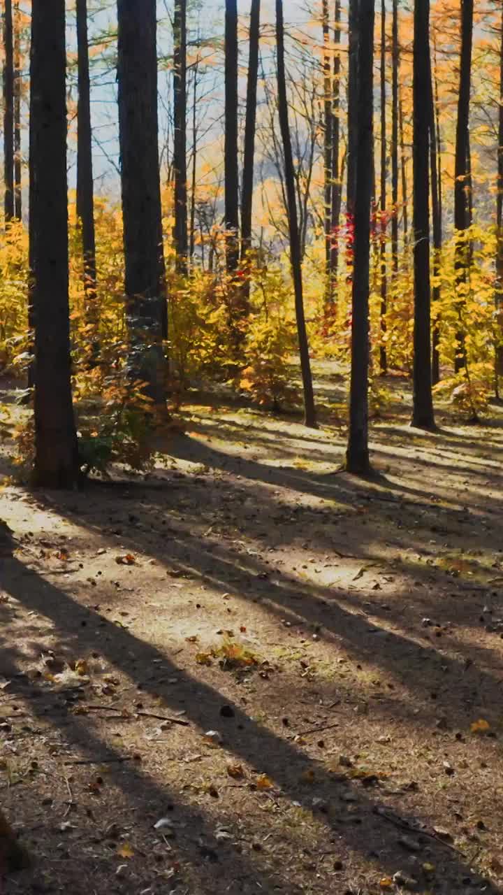 秋天的森林，逆光下的森林，日落时的落叶松，东北的秋天，金秋的树林视频素材