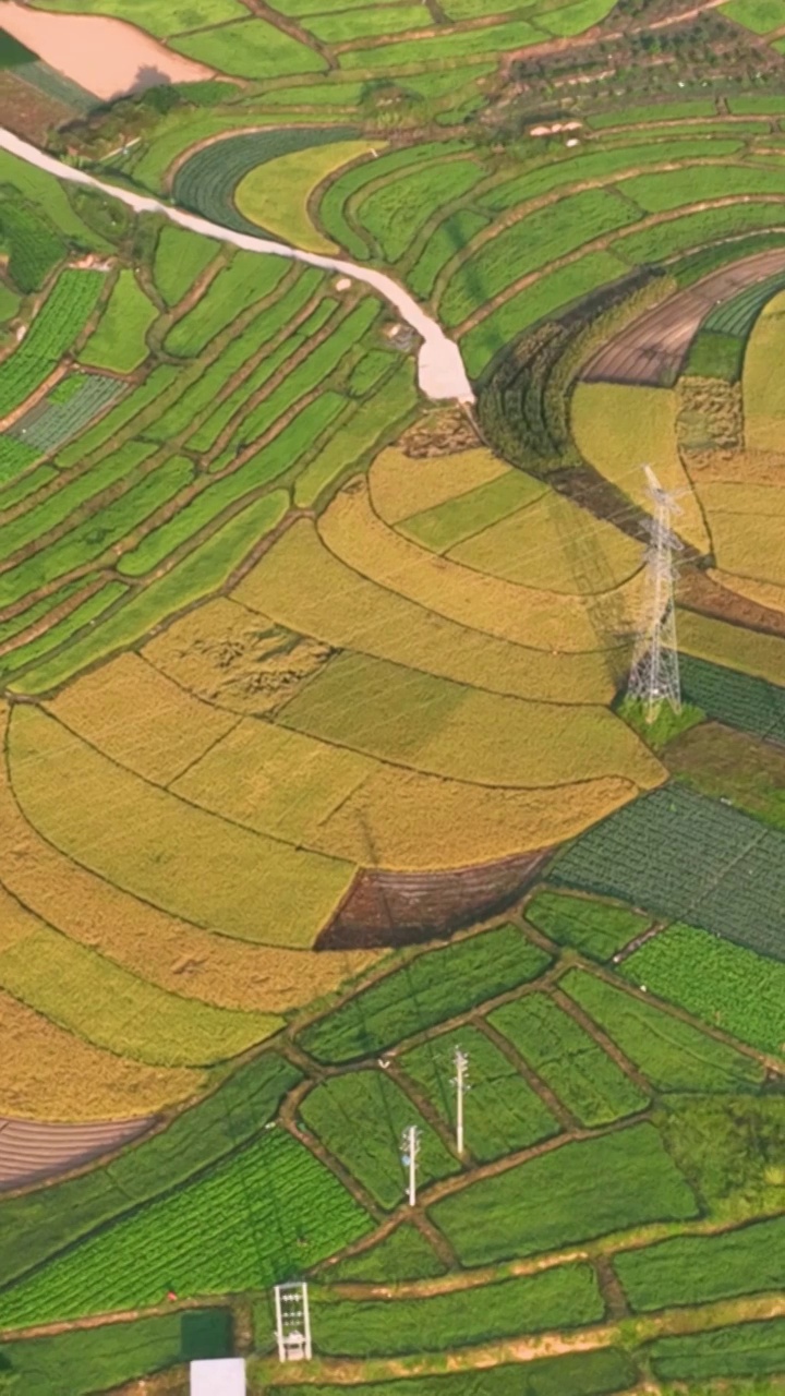 高清竖屏航拍乡村田野秋收时节景象（合集）视频素材