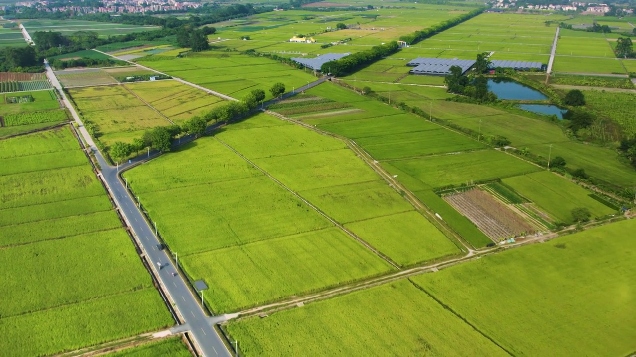 航拍美丽乡村秋季成熟稻田规模化水稻种植稻田航拍视频素材