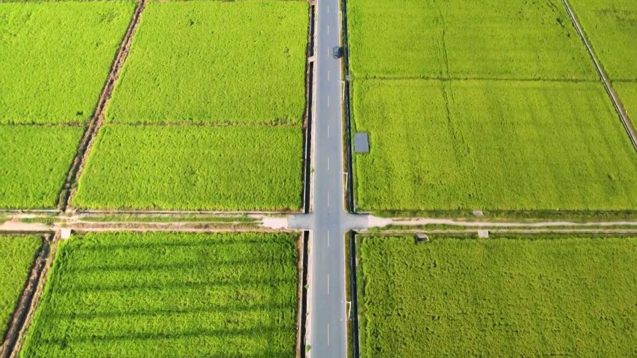 航拍美丽乡村秋季成熟稻田规模化水稻种植稻田航拍视频素材