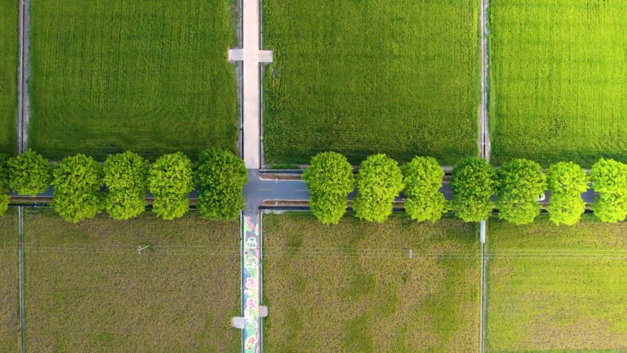 航拍美丽乡村秋季成熟稻田规模化水稻种植稻田航拍视频素材