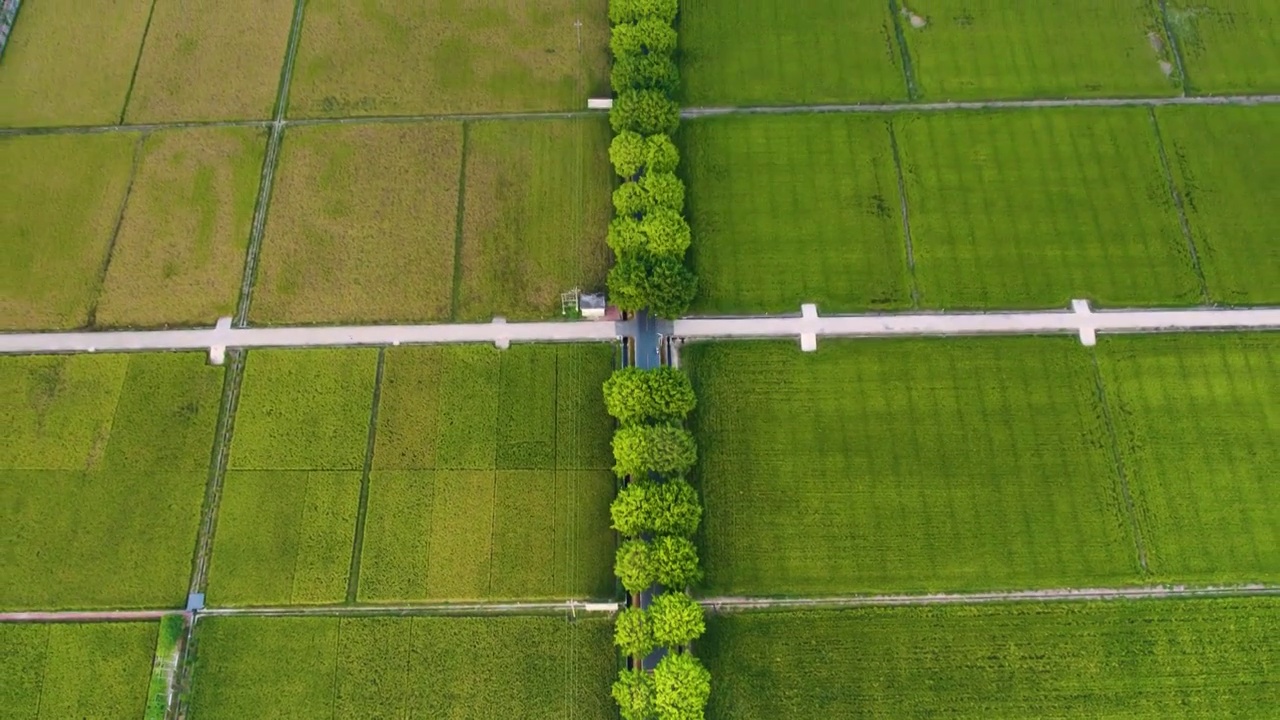 航拍美丽乡村秋季成熟稻田规模化水稻种植稻田航拍视频素材