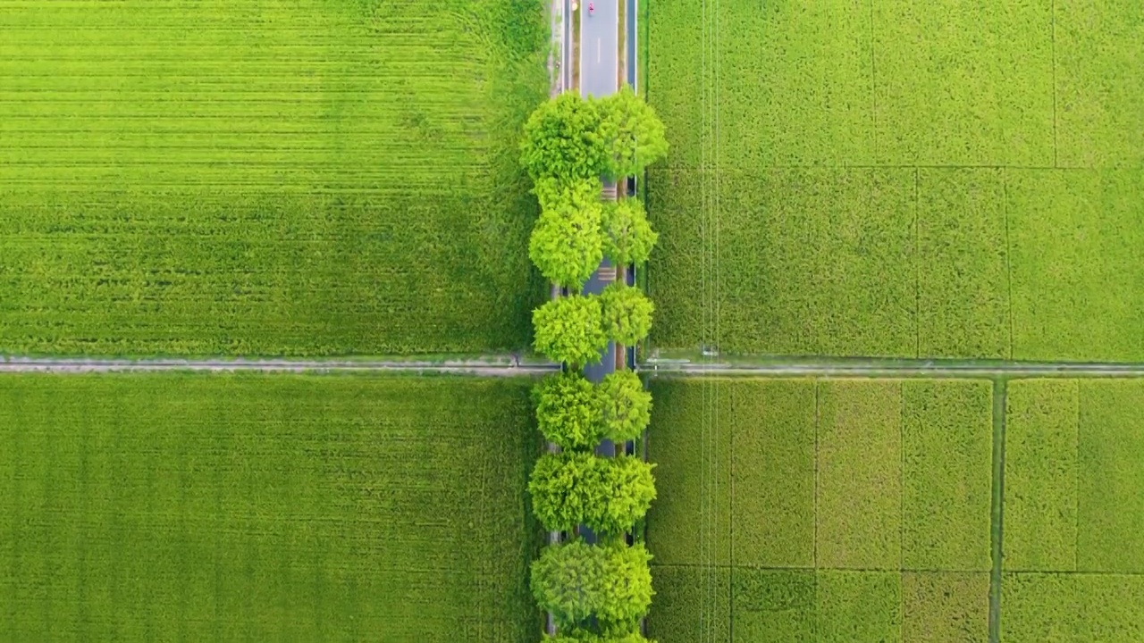 航拍美丽乡村秋季成熟稻田规模化水稻种植稻田航拍视频素材