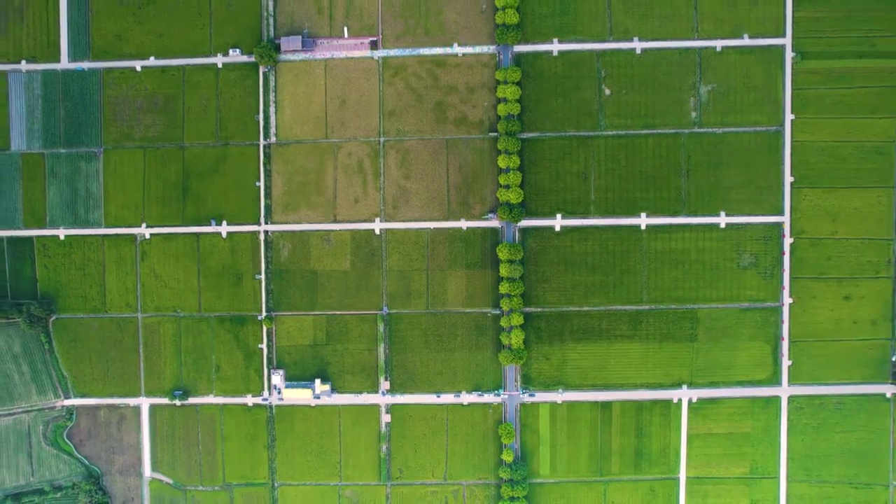 航拍美丽乡村秋季成熟稻田规模化水稻种植稻田航拍视频素材