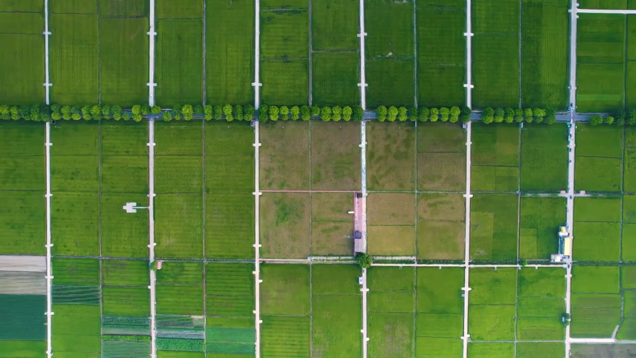 航拍美丽乡村秋季成熟稻田规模化水稻种植稻田航拍视频素材