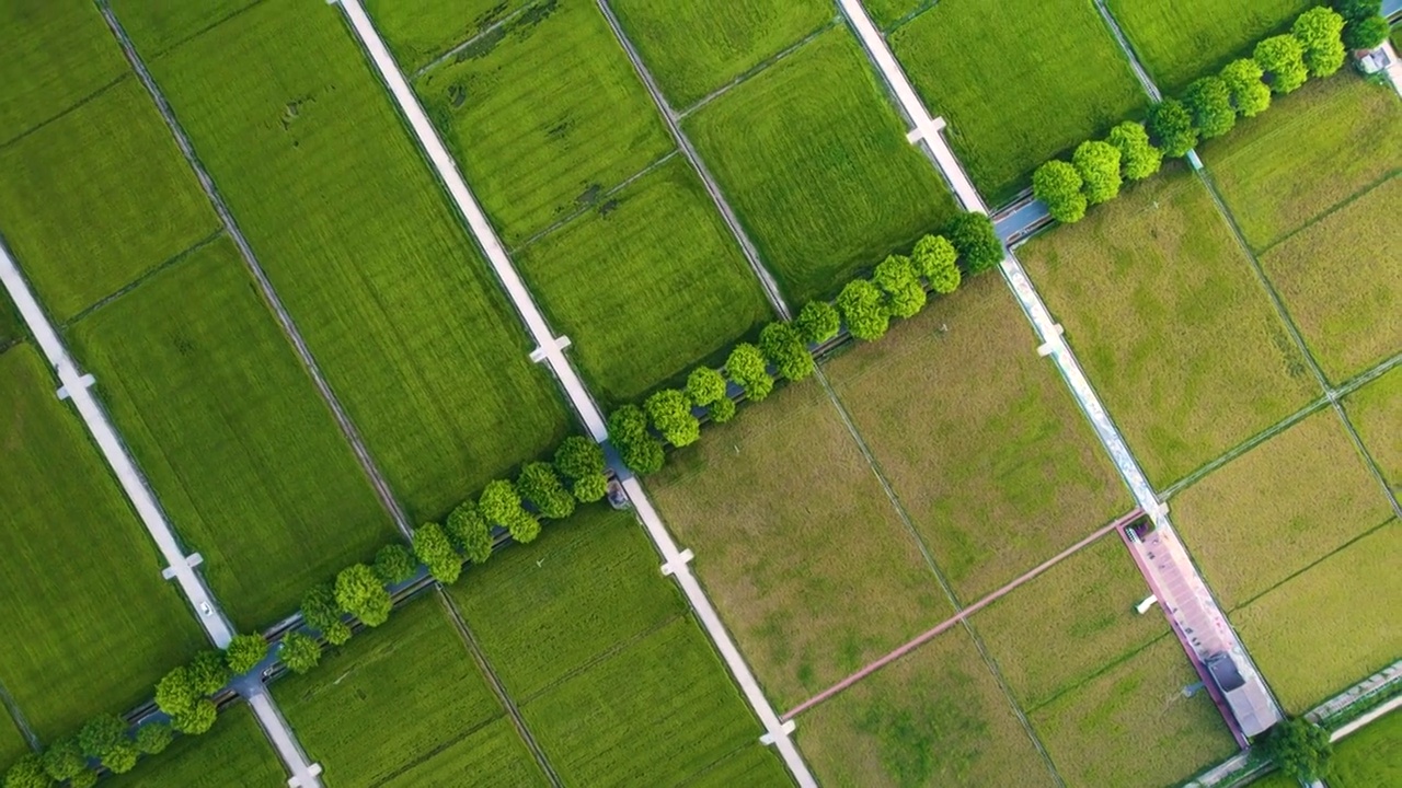 航拍美丽乡村秋季成熟稻田规模化水稻种植稻田航拍视频素材