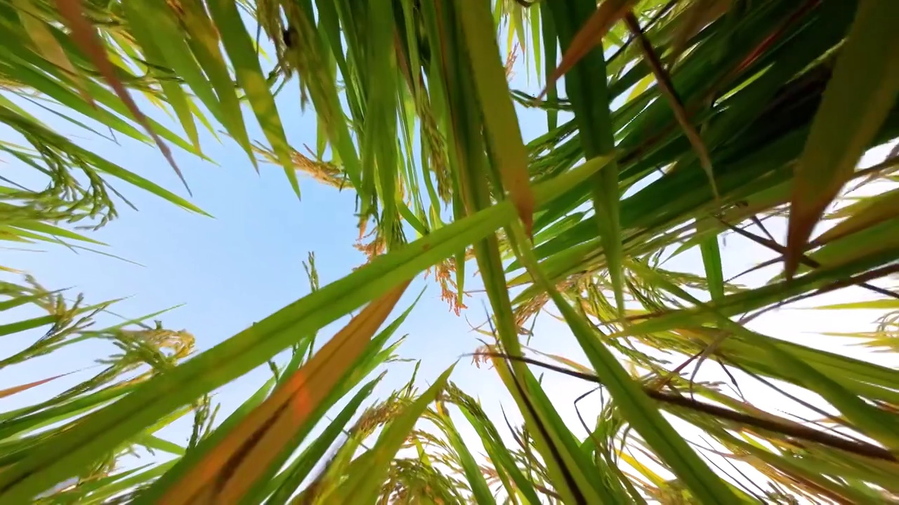 慢动作特写成熟稻谷稻田绿色有机大米种植视频素材