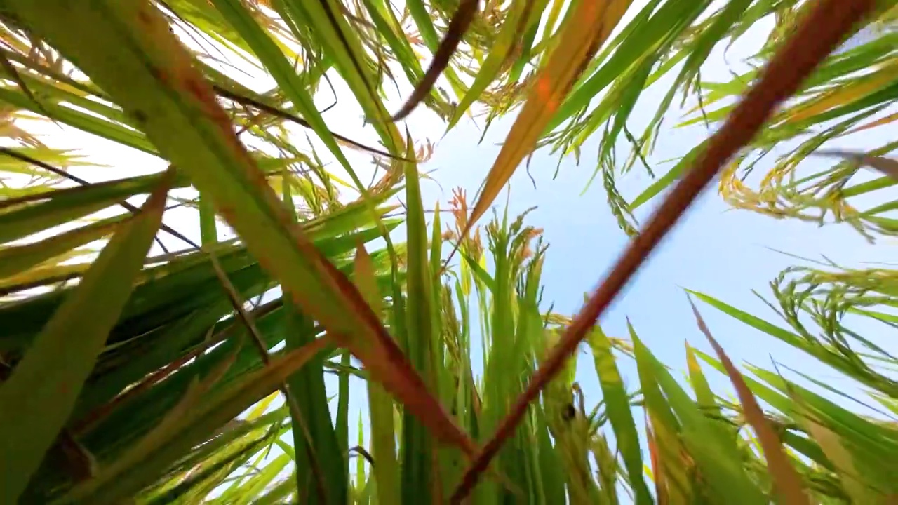 慢动作特写成熟稻谷稻田绿色有机大米种植视频素材