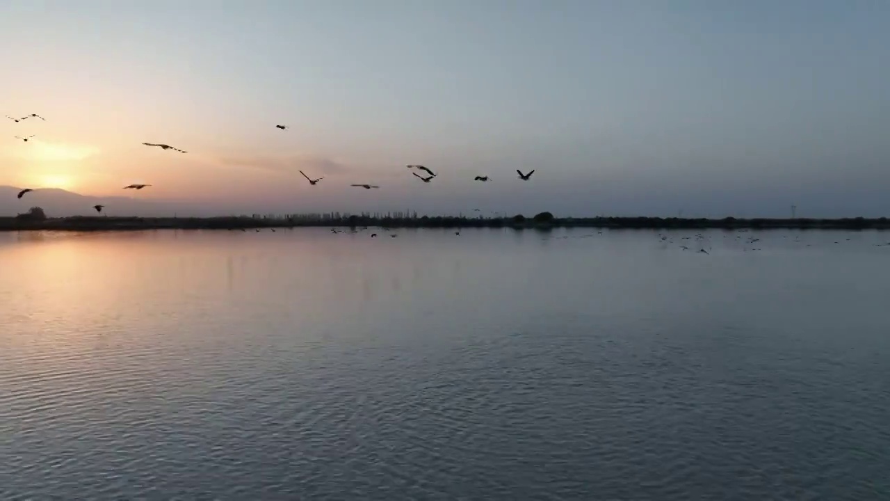 水鸟视频素材