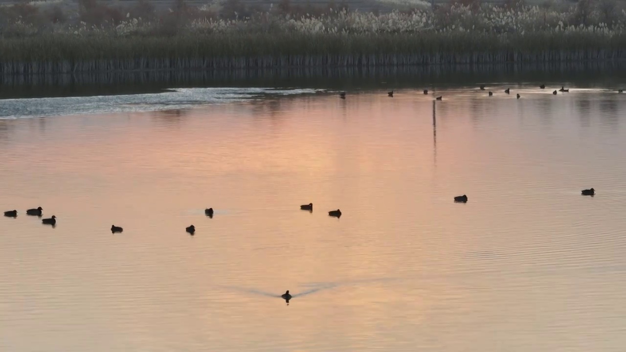 水鸟视频素材