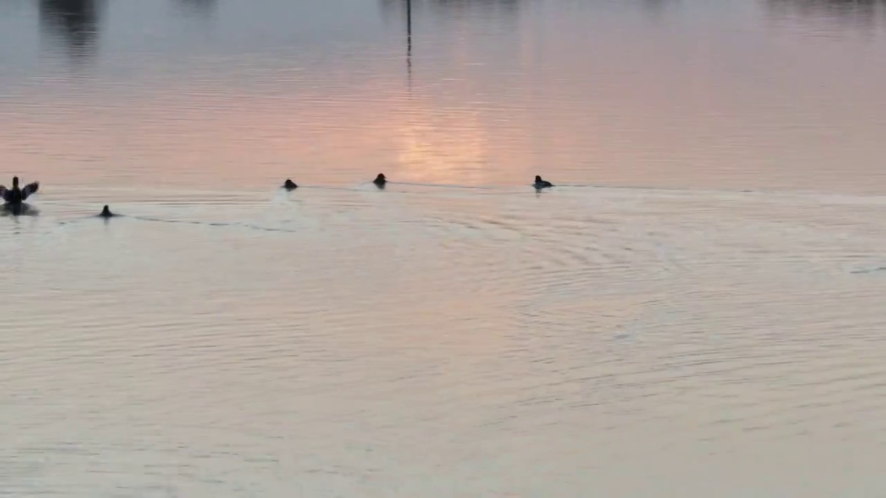 水鸟视频素材