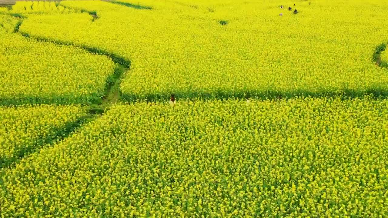 春日油菜花田视频素材