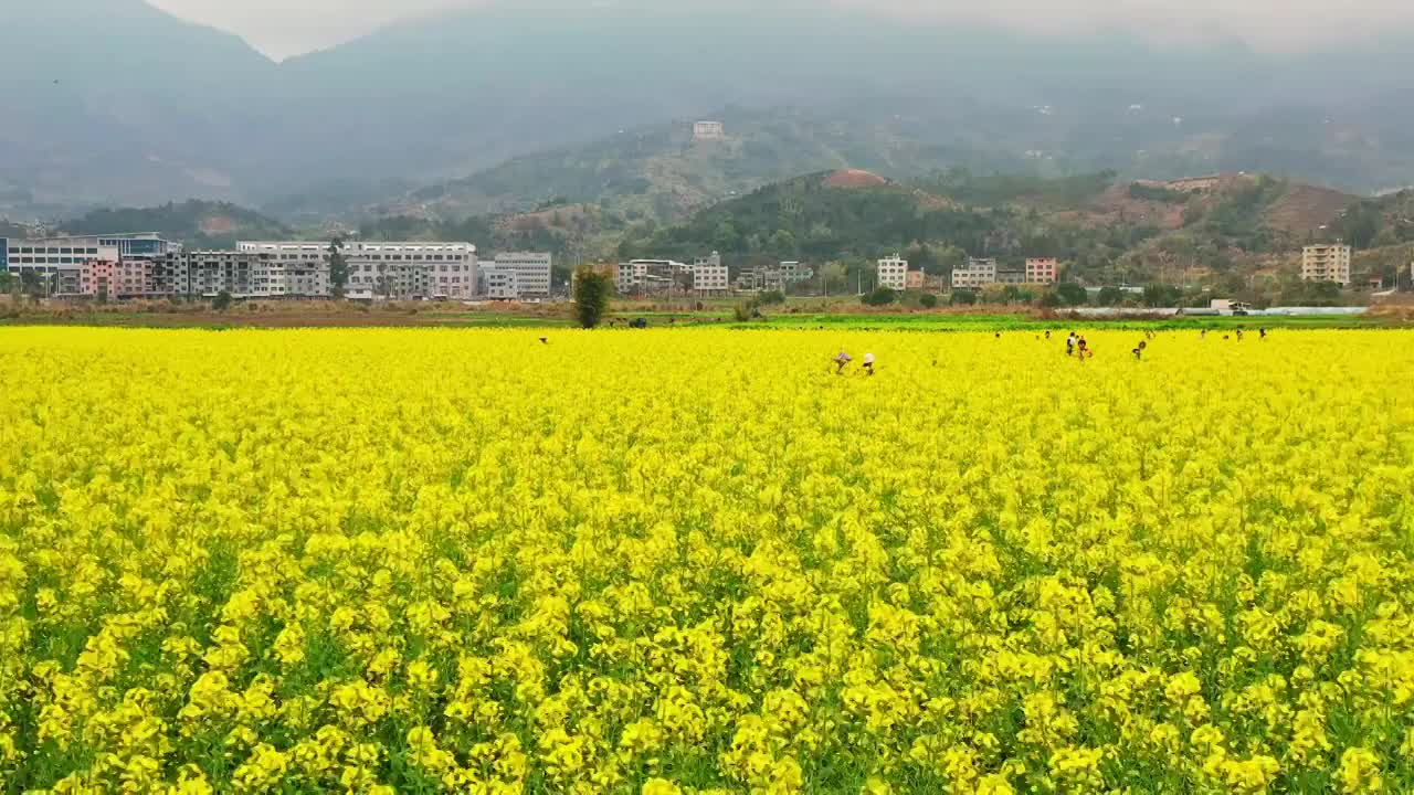 油菜花开的美丽乡村视频素材