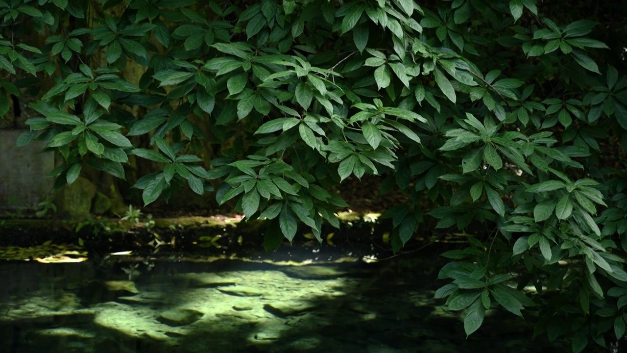 植物叶片视频素材