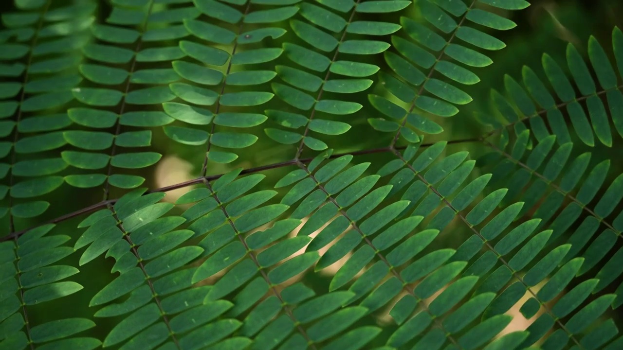 植物叶片视频素材