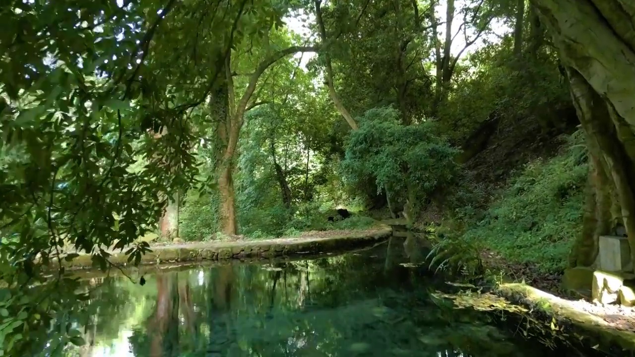 森林里的水潭视频素材