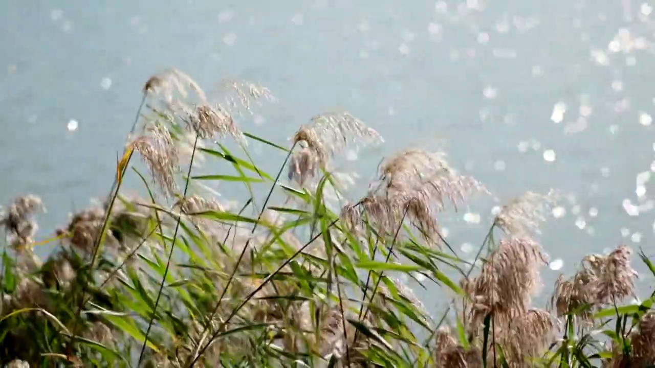 湖边的芦苇荡视频下载