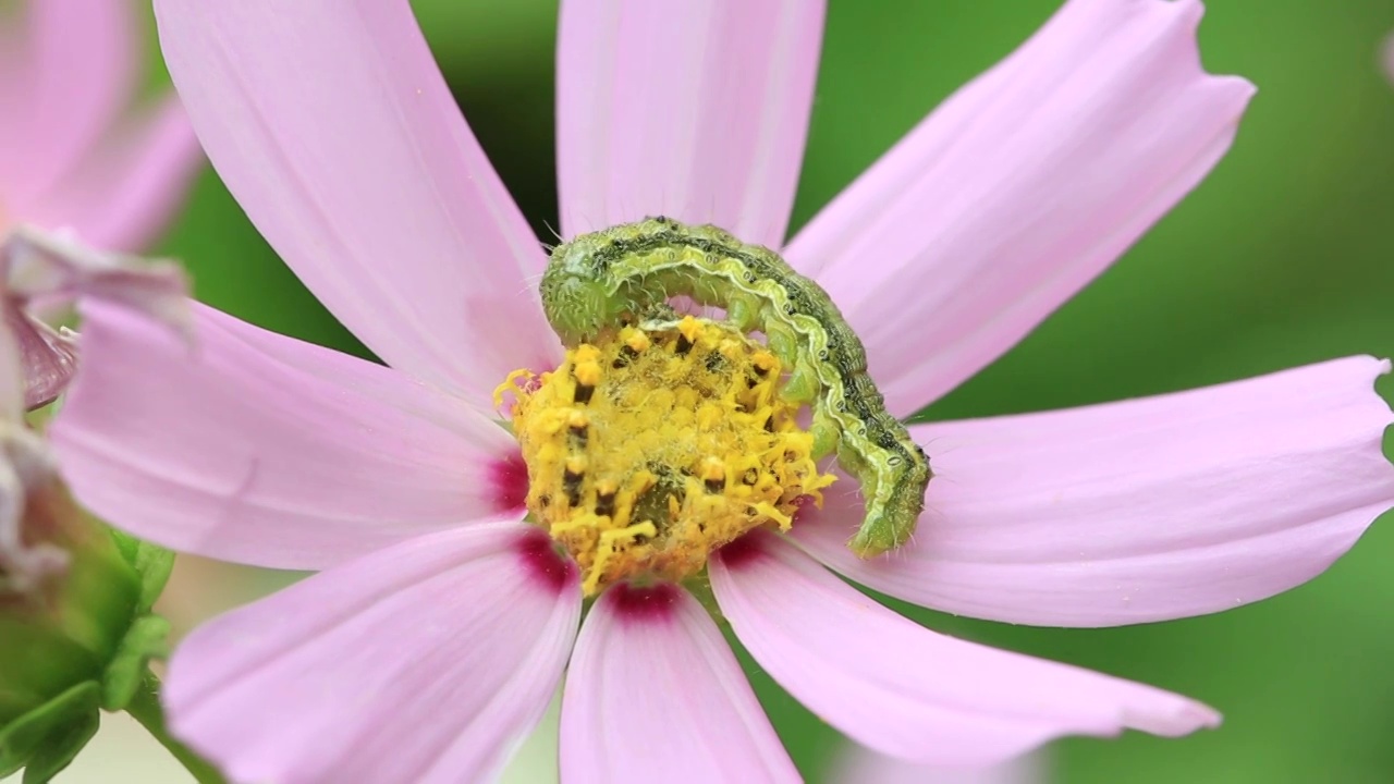 虫子吃花蜜视频素材